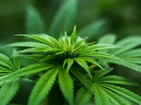 The FDA Just Approved Its First-Ever Cannabis-Based Drug