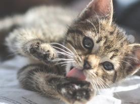 Cat tongues are covered in hundreds of body-cooling, moisture-wicking quill pens