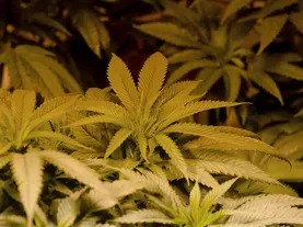 The Rise of Marijuana™ (Patent Pending)