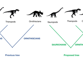 A student’s curiosity might change how we classify dinosaurs