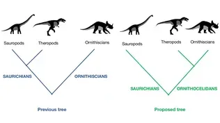 A student’s curiosity might change how we classify dinosaurs