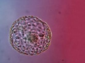 Gene Editing Human Embryos