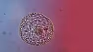 Gene Editing Human Embryos