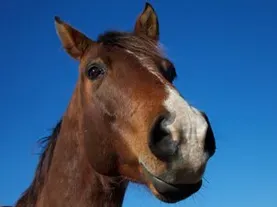 Scientists Discover that Horses Are More Expressive Than Chimps