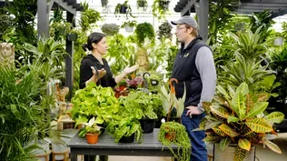 Houseplants for Different Areas of the House