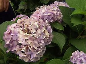 How to Choose and Plant Hydrangeas