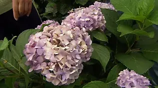 How to Choose and Plant Hydrangeas