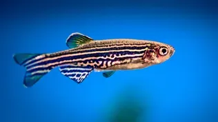 Like us, fish experience the ‘dreaming’ stage of sleep