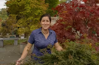 All About Japanese Maples