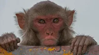 Brain-Linked Monkeys Form Superorganism, Deftly Control Robotic Arm