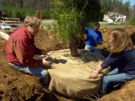 How to Transplant Mature Trees
