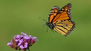 Monarch Butterfly Populations at Risk, But There’s an Easy Way to Help