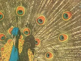 Living with a Peacock by Flannery O’Connor