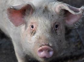 Scientists Use CRISPR to Grow Human Organs Inside of Pigs