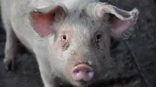 Scientists Use CRISPR to Grow Human Organs Inside of Pigs