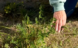 How to Grow Grasses on the Prairie