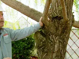 How to Prune a Large Tree
