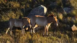 Saving the World's Only True Wild Horses
