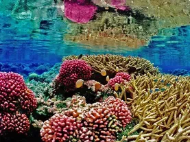 It's Not Just Us: Corals Also Thrive Best in Diverse Company