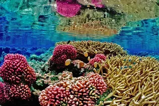 It's Not Just Us: Corals Also Thrive Best in Diverse Company