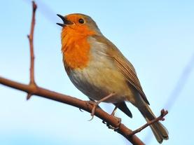 What Birdsong Can Teach Us About Creativity
