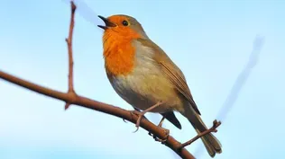 What Birdsong Can Teach Us About Creativity