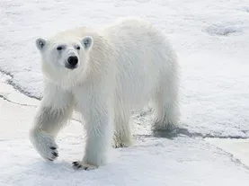 How polar bear guards protect the largest Arctic expedition ever
