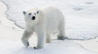 How polar bear guards protect the largest Arctic expedition ever