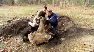 How to Get Rid of Tree Stumps