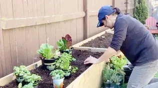 How to Build a Self-Watering Vegetable Garden