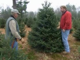 How to Choose and Prep a Christmas Tree