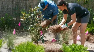 How to Design a Yard in Phases