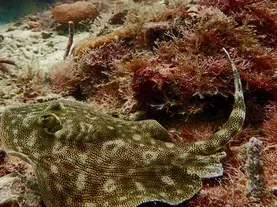 The Coral Reefs We Depend On Most May Fall First